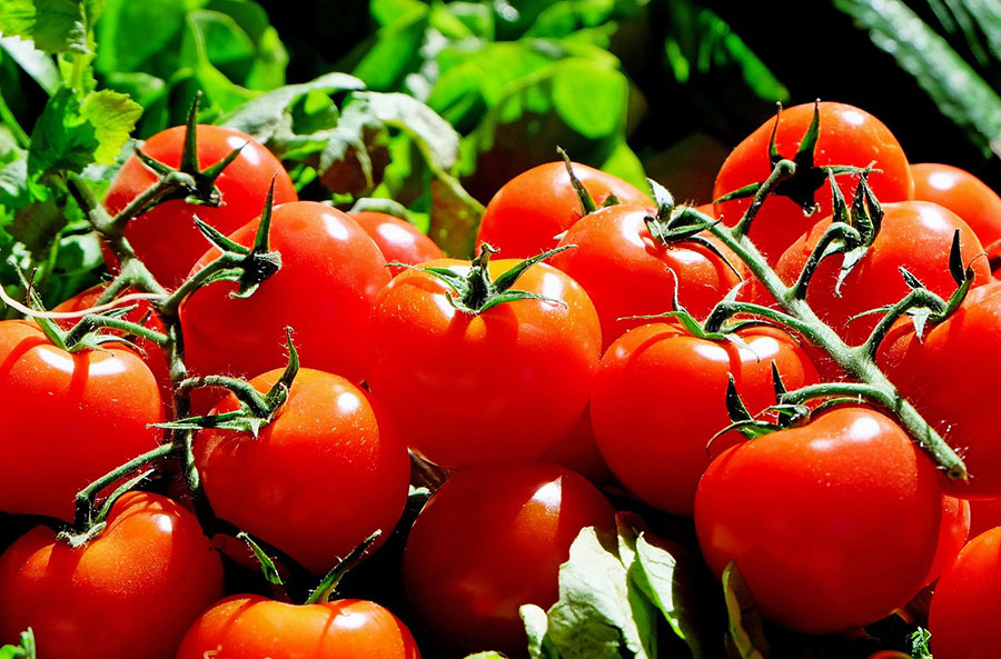 Descubre Cuál Tomate es Mejor Para Tu Salud y Tu Cocina